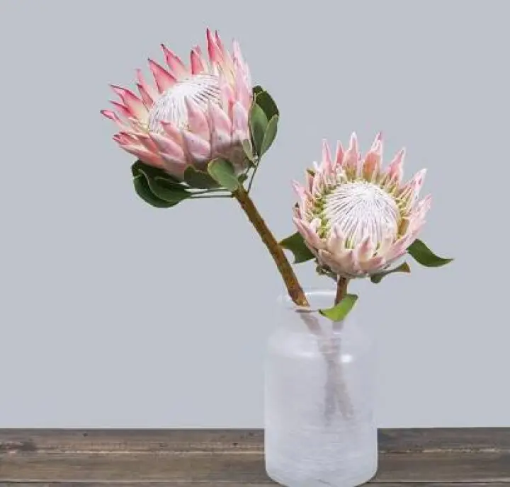 Protea cynaroides, королевская протея, представляет собой цветущее растение. Это отличительный представитель Protea, имеющий самую большую головку цветка в роду. Этот вид также известен как гигантская протея, приманка или королевский сахарный куст. Широко распространен в юго-западной и южной частях ЮАР в районе финбос.