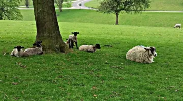 (Sumber : idntimes )
4. Salah satu penghuni lapangan hijau Edensor
Sesekali kamu akan menemukan sekawanan kambing yang bebas berkeliaran atau asyik merumput. Wah asyik sekali, bukan?