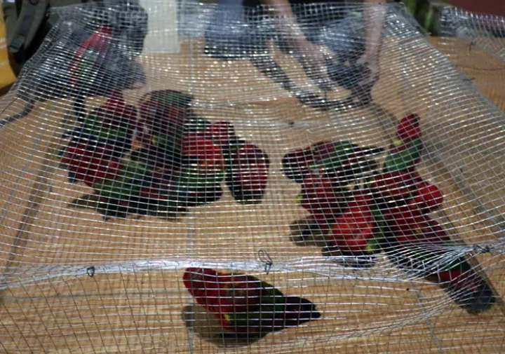 В настоящее время следователи KLHK назвали 4 преступников подозреваемыми, и в настоящее время проводится расследование с целью выявления причастности других сторон, которые участвуют в цепочке торговли охраняемыми дикими растениями и животными, а доказательства переданы в Отдел I Управления Центр Малуку KSDA в Тернате. Следователи предъявили преступникам обвинения в соответствии с пунктами а и с пункта 2 статьи 21 в сочетании с пунктом 2 статьи 40 Закона Республики Индонезия № 5 от 1990 года.