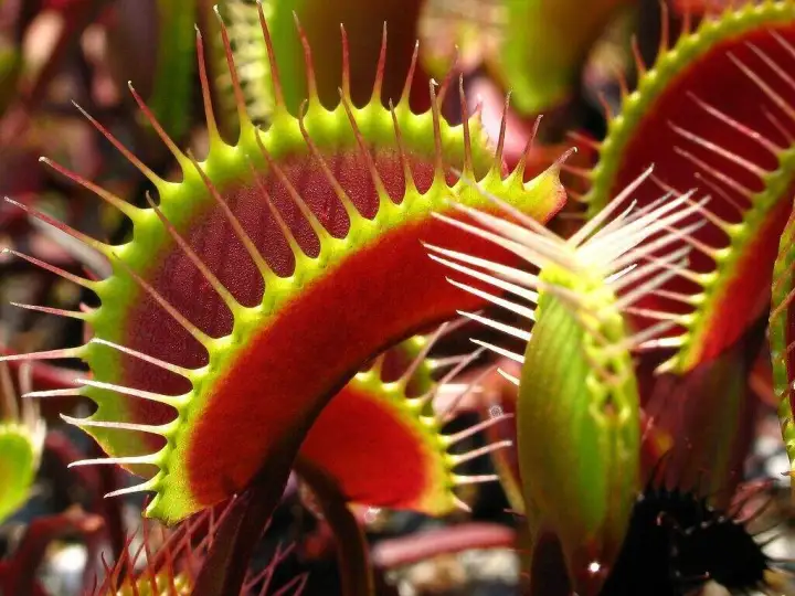 Венерина мухоловка, также известная как dionaea muscipula, является плотоядным растением. Это означает, что растение потребляет в пищу мелких насекомых и животных. Венериновых мухоловок можно найти в Восточной Каролине, особенно у влажных жителей.