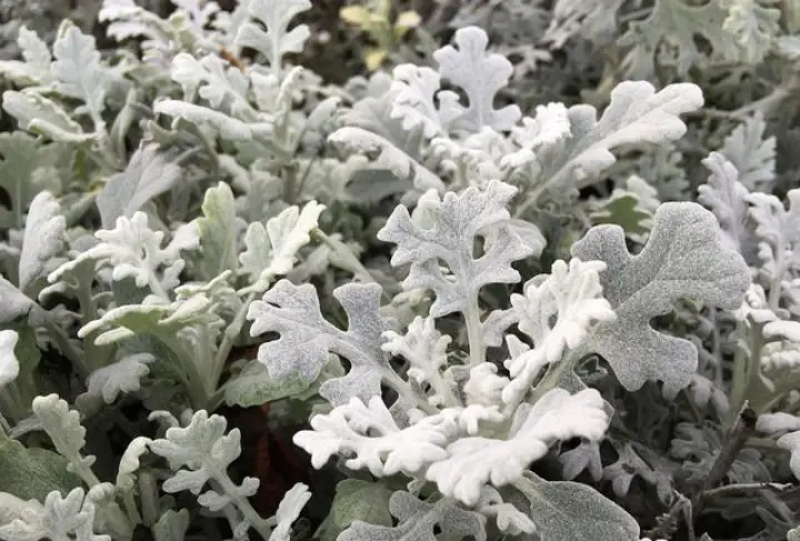 Senecio cineraria ‘Silver Dust’ – нежный кустарник, обычно выращиваемый как полувыносливое однолетнее лиственное растение. Его молодые листья слегка лопастные, немного похожие на листья дуба, но по мере взросления растения становятся глубоко изрезанными, намного бледнее по цвету и покрыты серебристо-серым ворсом.
