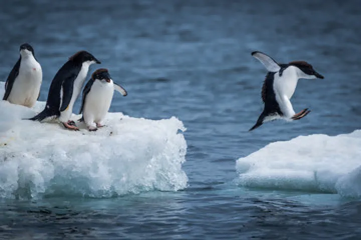Название Chinstrap Penguin происходит от тонкой черной полосы на шее. Иногда кажется, что они носят черный шлем, что может быть полезно, учитывая, что это самый агрессивный вид пингвинов. У хохлатых пингвинов желтые гребни, красные клювы и красные глаза. Хохлатые пингвины Желтоглазые пингвины (или хойхо) относятся к исчезающим новозеландским пингвинам. Их население оценивается примерно в 4000 человек. Маленькие голубые пингвины — самые маленькие пингвины, их рост составляет около 33 см (13 дюймов).
