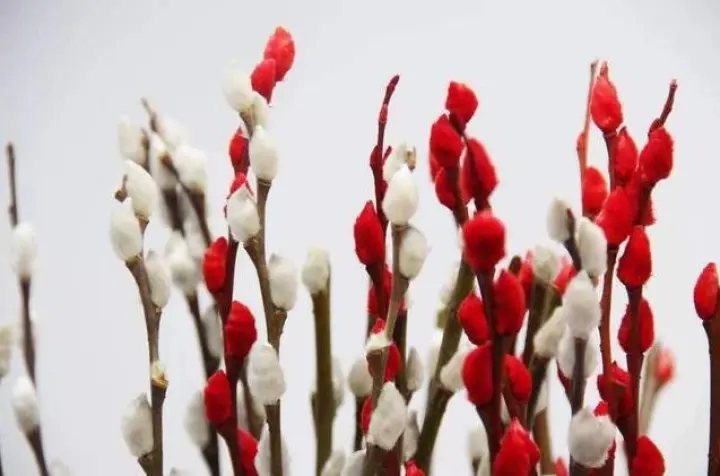 Кисковые ивы (salix discolor) чрезвычайно легко размножаются. Они так легко укореняются, что стебли практически любого размера можно просто воткнуть в вазу с водой, где они дадут корни всего за несколько недель. Затем их можно пересадить в горшочки с влажной почвой еще на несколько недель.