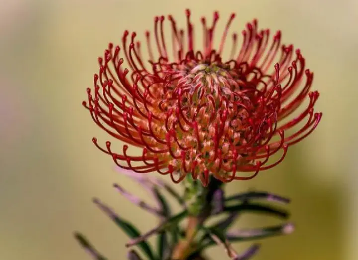 Невероятно красивый Leucospermum 'Scarlet Ribbon' (Игольница) представляет собой компактный, округлый, вечнозеленый кустарник с крупными лососево-розовыми соцветиями, напоминающими подушечки для иголок, и пурпурно-красными полосами, напоминающими ярко-красные ленты.