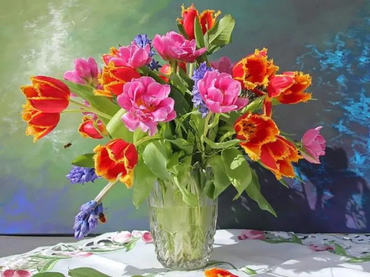 Tulipa gesneriana, также тюльпан Дидье или садовый тюльпан, является растением, принадлежащим к семейству лилейных. Этот высокий поздноцветущий вид имеет один распустившийся цветок и линейные или широколанцетные листья.