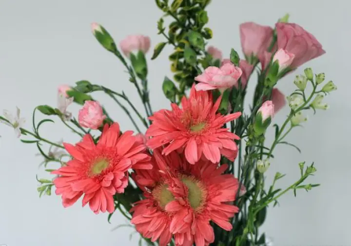 Gerbera jamesonii — многолетнее травянистое растение с глубоко рассеченными листьями, покрытыми шелковистыми волосками, отходящими от кроны.